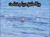شنا کردن سگ گلدن رتریور در دریا قسمت سوم.ادامه در کانال ویکا ویکیو