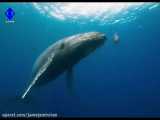 ویدیوی جذاب از دنیای زیرآب و دلفین ها