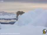 مستندزیبا از خرس های قطبی در سردترین نقطه ی جهان