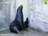 Seal Hello _ Vienna zoo debuts latest addition تولد خوک دریایی باغ وحش وین