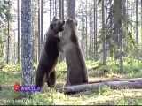 نبرد سهمگین دو خرس غول پیکر