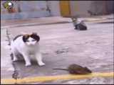 کوتک خوردن موش از گربه