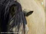 مستند اسب های وحشی و پریدن از روی هم شگفت انگیز!
