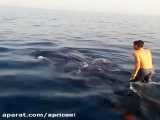 نهنگ سواری دو جوان بوشهری در آب‌های خلیج‌فارس