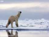 حمله خرس قطبی به فوک دریایی