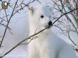 تصاویرجالب از زندگی توله خرس قطبی