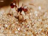 مستند جذاب تله مرگ برای مورچه