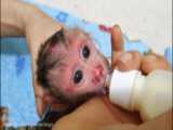 نوزاد میمون تازه متولد شده