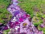رودخانه رنگین کمان در کلمبیا یکی از زیباترین رودخانه های جهان است ..!