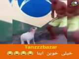  رقص حیوانات خنده دار بحال