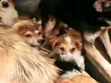 سگهای بهبودیافته از بیماریه دیستمپرپانسیون درمانیه مسیرسبز۲: ۰۹۱۲۱۸۳۹۹۰۶ خذل کیم