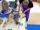 صادرات ماهی زنده