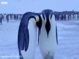 مستند جذابه سوگواری پنگوئن برای مرگ جوجه اش