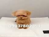 فروش سگ آپارتمانی عروسکی پاکوتاه خانگی شماره تماس 09037802354
