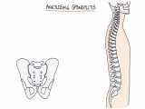 Anklosing spondylitis