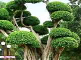 عجیب و زیبا ترین درختان جهان