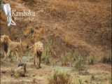 نبرد نهایی شیرهای نر جوان با شیر سلطان در پارک ملی کروگر | دیدنی های حیات وحش