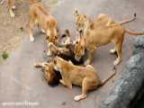 پارک زامبیا تاما شیر نر مورد حمله شیرهای ماده قرار گرفت