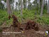 آموزش به گروهی از اورانگوتان ها برای ترسیدن از مارها