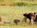 حمله بی رحمانه سه شیر نر به یک بوفالو پس از زایمان
