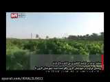 برداشت انگور در تاکستان های غزاویه