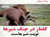 کفتار در چنگال شیر