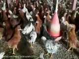 فروش ویژه و عمده مرغ تخم گذار گلپایگانی