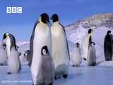 یاد گرفتن لیز خوردن روی یخ بچه پنگوئن ها