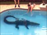 10 تمساح پیدا شده در استخرهای شنا!