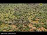 مستند حیات وحش شکار کردن چیتا دوبله فارسی