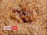 استفاده هوشمندانه عنکبوت اسپور از شن برای شکار مورچه 