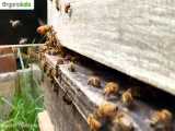 نحوه جمع آوری گرده گل توسط زنبورعسل
