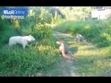 سیلی محکمی که مارمولک به سگ غرغرو در تایلند زد