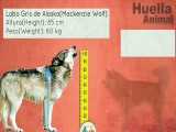 قد بزرگترین سگ ها در مقایسه با گرگ خاکستری