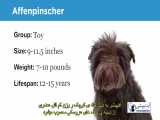 آشنایی با نژاد سگ آفنپينشر (Affenpinscher)