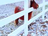 هواخوری اسب های پونی کوچولوی واقعی در برف مزرعه