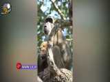 اقدام باورنکردنی میمون پس از دزدیدن توله شیر!
