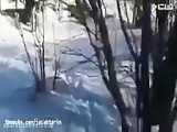 یخ زدن پرندگان روی درخت از سرمای کم سابقه در خلخال