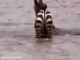 ROCODILE Attacks Zebra in South Africa-Animals Attack-HD-Danger Animals.mp4