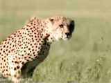 Leopard kills Deer - Animals Attack - Wildlife Documentary Part 2.mp4