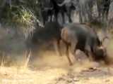 Most Amazing Wild Animal Attacks   Big Battle Lion vs Buffalo ► Real Fight.mp4