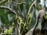 Most Amazing Wild Animal Attacks   Monkey  anaconda  snake  leop.