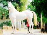 زیباترین و بهترین اسب های دنیا...