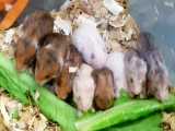 غذا خوردن ۱۱ بچه همستر
