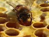 کلیپ تخلیه شهد توسط زنبور عسل