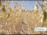 نور آباد لرستان بزرگترین تولیدکننده نخود در ایران