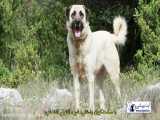 آشنایی با نژاد سگ شپرد آناتولي (Anatolian Shepherd Dog)
