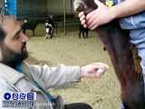 آموزش روش تزریق وریدی در گوسفند
