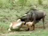 شکار بوفالو توسط شیر پیگیر