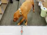 استفاده از سگ‌های تعلیم دیده برای تشخیص نمونه‌های آلوده به ویروس کرونا